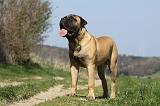 BULLMASTIFF 439